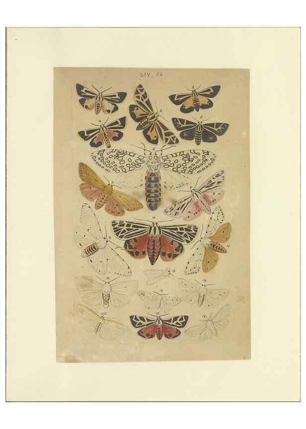 Reproducción/Reproduction 46498758015: Lepidoptera : manuscript. [between 1873-1883?]. 