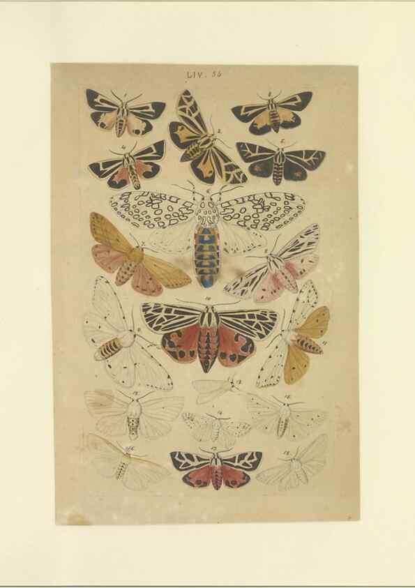 Reproducción/Reproduction 46498758015: Lepidoptera : manuscript. [between 1873-1883?]. 