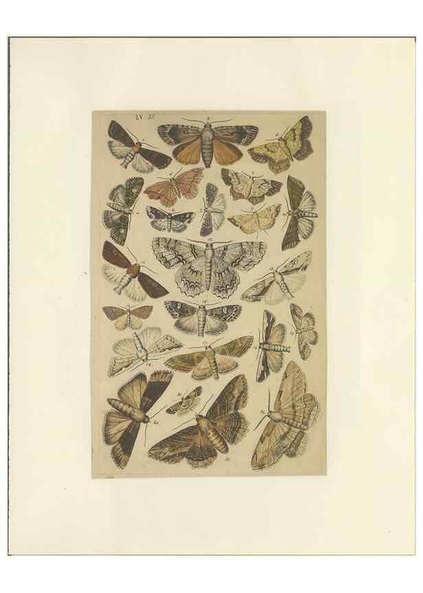 Reproducción/Reproduction 33538141228: Lepidoptera : manuscript. [between 1873-1883?]. 