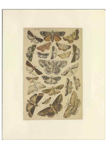 Reproducción/Reproduction 33538141228: Lepidoptera : manuscript. [between 1873-1883?]. 