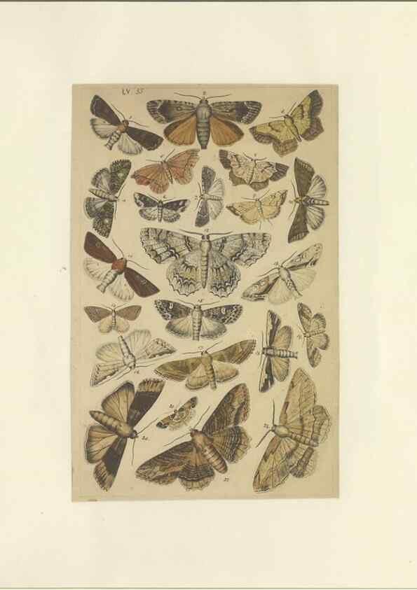 Reproducción/Reproduction 33538141228: Lepidoptera : manuscript. [between 1873-1883?]. 