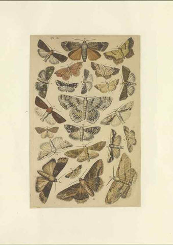 Reproducción/Reproduction 33538141228: Lepidoptera : manuscript. [between 1873-1883?]. 