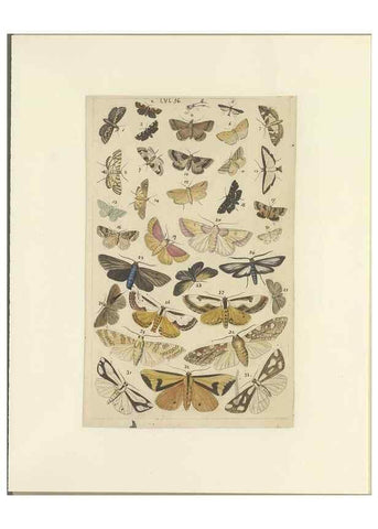 Reproducción/Reproduction 46498759305: Lepidoptera : manuscript. [between 1873-1883?]. 