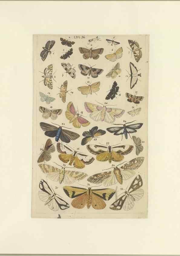 Reproducción/Reproduction 46498759305: Lepidoptera : manuscript. [between 1873-1883?]. 