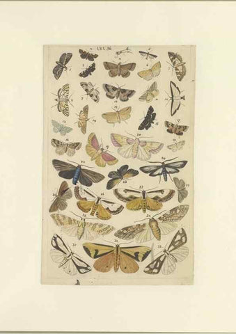 Reproducción/Reproduction 46498759305: Lepidoptera : manuscript. [between 1873-1883?]. 