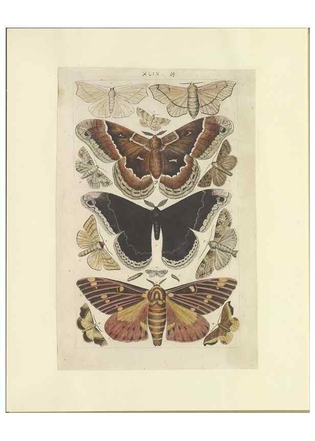Reproducción/Reproduction 47361195342: Lepidoptera : manuscript. [between 1873-1883?]. 
