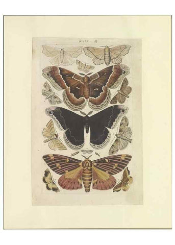 Reproducción/Reproduction 47361195342: Lepidoptera : manuscript. [between 1873-1883?]. 