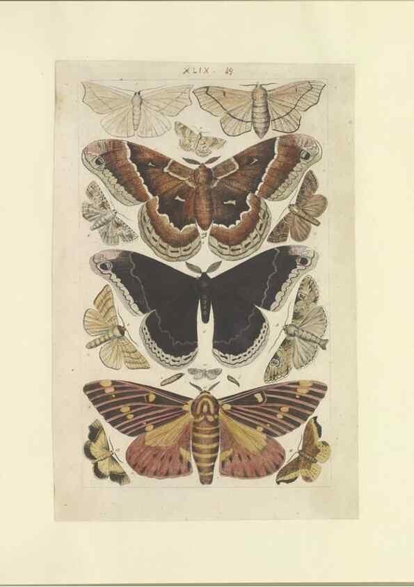 Reproducción/Reproduction 47361195342: Lepidoptera : manuscript. [between 1873-1883?]. 