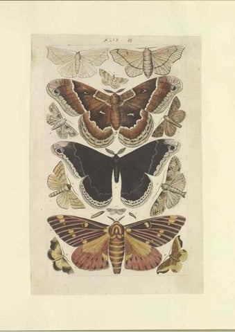 Reproducción/Reproduction 47361195342: Lepidoptera : manuscript. [between 1873-1883?]. 