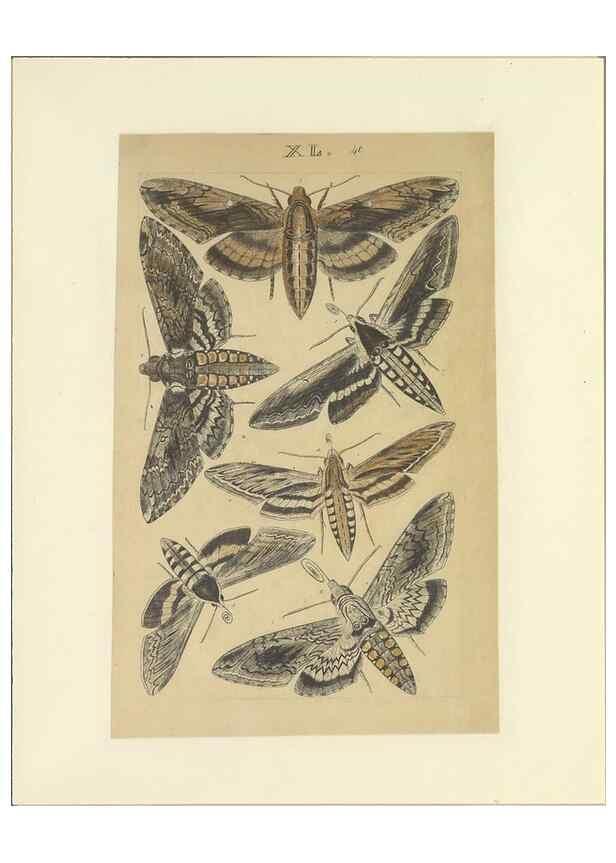 Reproducción/Reproduction 33538133008: Lepidoptera : manuscript. [between 1873-1883?]. 