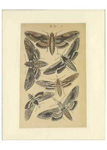 Reproducción/Reproduction 33538133008: Lepidoptera : manuscript. [between 1873-1883?]. 