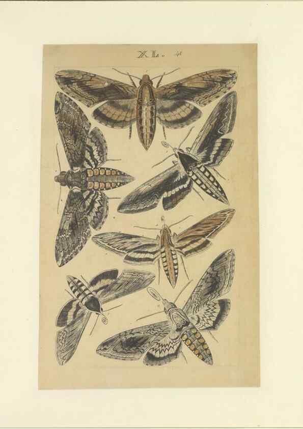 Reproducción/Reproduction 33538133008: Lepidoptera : manuscript. [between 1873-1883?]. 
