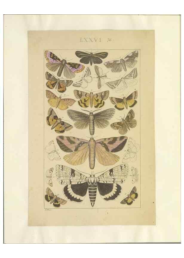Reproducción/Reproduction 46695889554: Lepidoptera : manuscript. [between 1873-1883?]. 