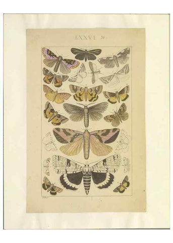 Reproducción/Reproduction 46695889554: Lepidoptera : manuscript. [between 1873-1883?]. 