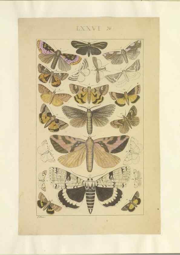 Reproducción/Reproduction 46695889554: Lepidoptera : manuscript. [between 1873-1883?]. 