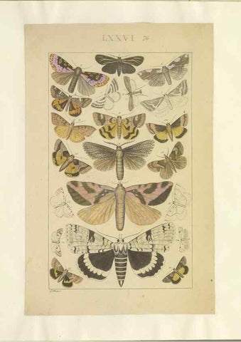 Reproducción/Reproduction 46695889554: Lepidoptera : manuscript. [between 1873-1883?]. 