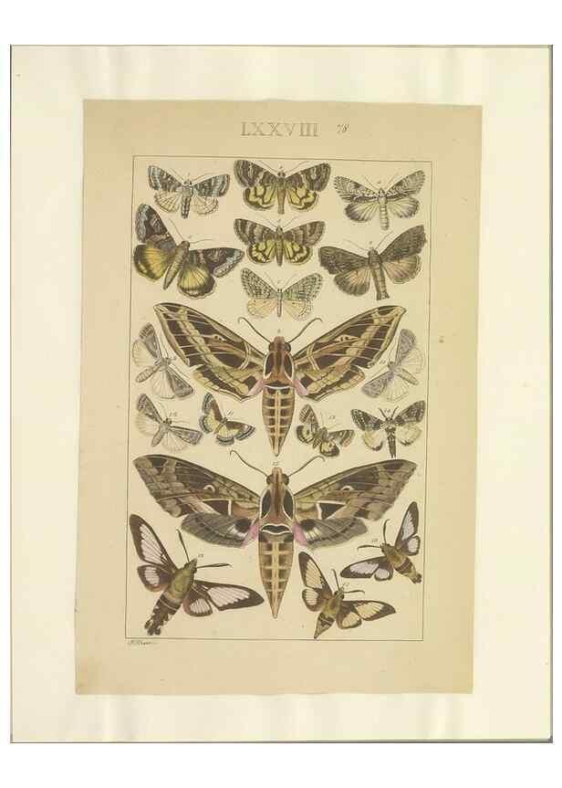 Reproducción/Reproduction 32476999707: Lepidoptera : manuscript. [between 1873-1883?]. 