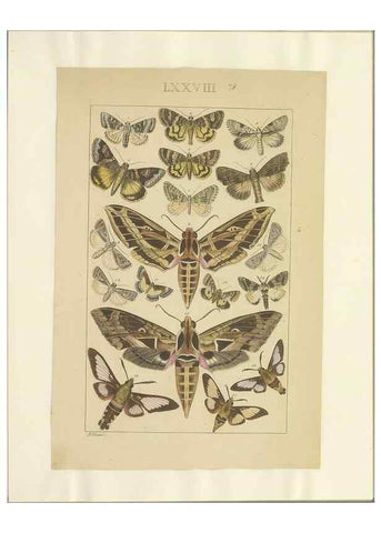 Reproducción/Reproduction 32476999707: Lepidoptera : manuscript. [between 1873-1883?]. 