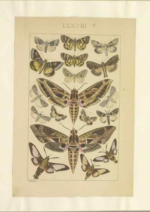Reproducción/Reproduction 32476999707: Lepidoptera : manuscript. [between 1873-1883?]. 