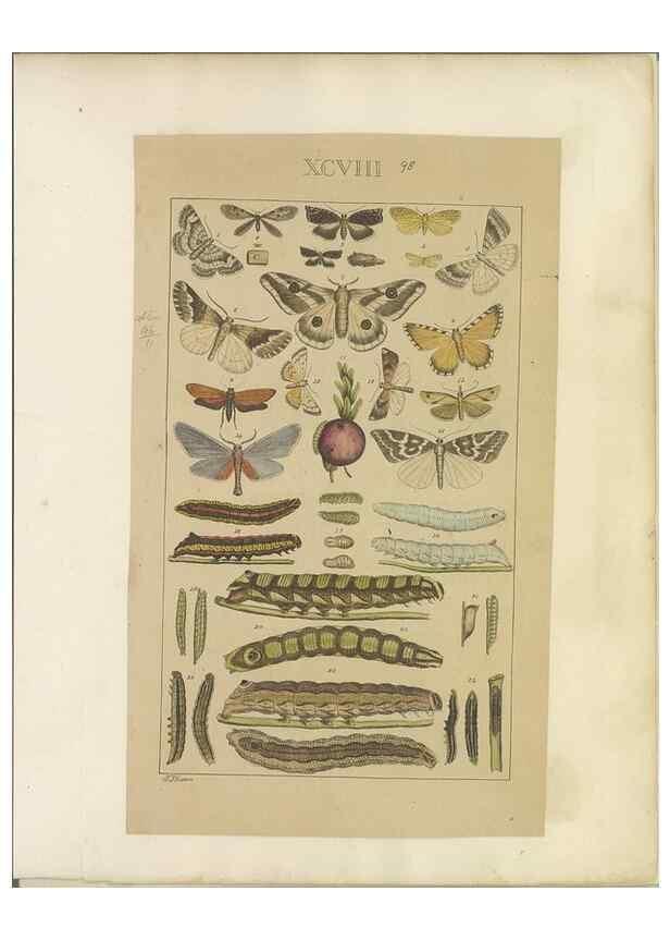 Reproducción/Reproduction 33543212568: Lepidoptera : manuscript. [between 1873-1883?]. 