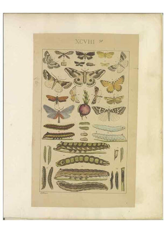Reproducción/Reproduction 33543212568: Lepidoptera : manuscript. [between 1873-1883?]. 