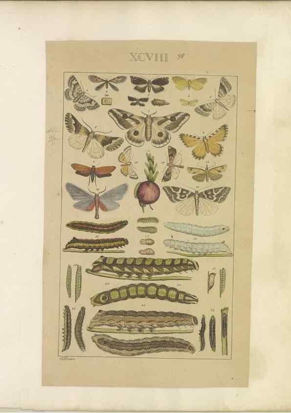 Reproducción/Reproduction 33543212568: Lepidoptera : manuscript. [between 1873-1883?]. 