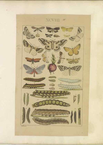 Reproducción/Reproduction 33543212568: Lepidoptera : manuscript. [between 1873-1883?]. 
