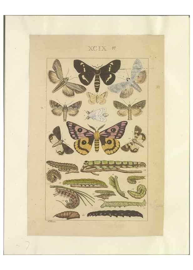 Reproducción/Reproduction 33543213448: Lepidoptera : manuscript. [between 1873-1883?]. 
