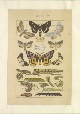Reproducción/Reproduction 33543213448: Lepidoptera : manuscript. [between 1873-1883?]. 