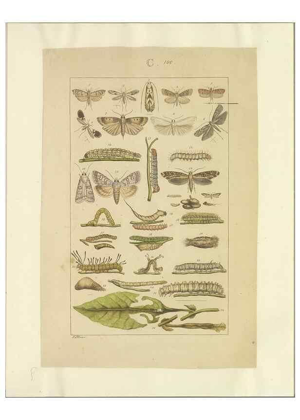 Reproducción/Reproduction 40453475983: Lepidoptera : manuscript. [between 1873-1883?]. 