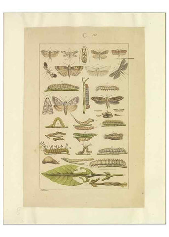 Reproducción/Reproduction 40453475983: Lepidoptera : manuscript. [between 1873-1883?]. 