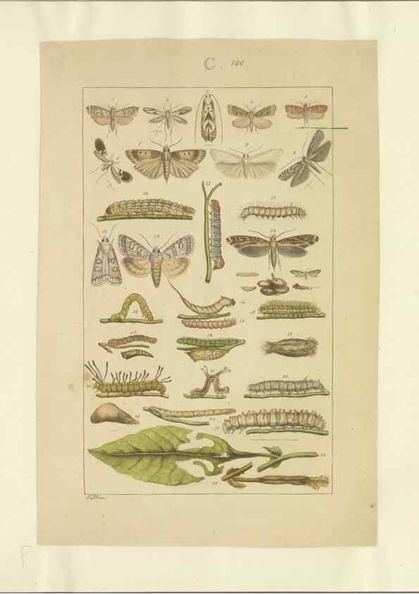 Reproducción/Reproduction 40453475983: Lepidoptera : manuscript. [between 1873-1883?]. 