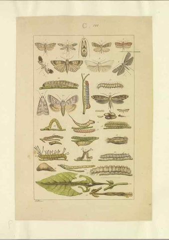 Reproducción/Reproduction 40453475983: Lepidoptera : manuscript. [between 1873-1883?]. 