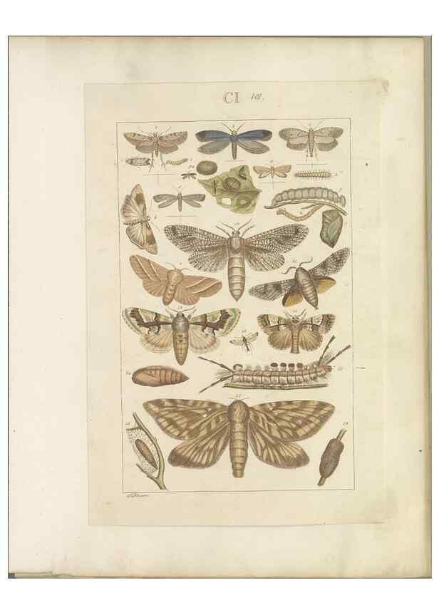 Reproducción/Reproduction 32477055607: Lepidoptera : manuscript. [between 1873-1883?]. 