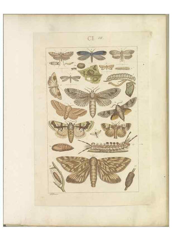 Reproducción/Reproduction 32477055607: Lepidoptera : manuscript. [between 1873-1883?]. 