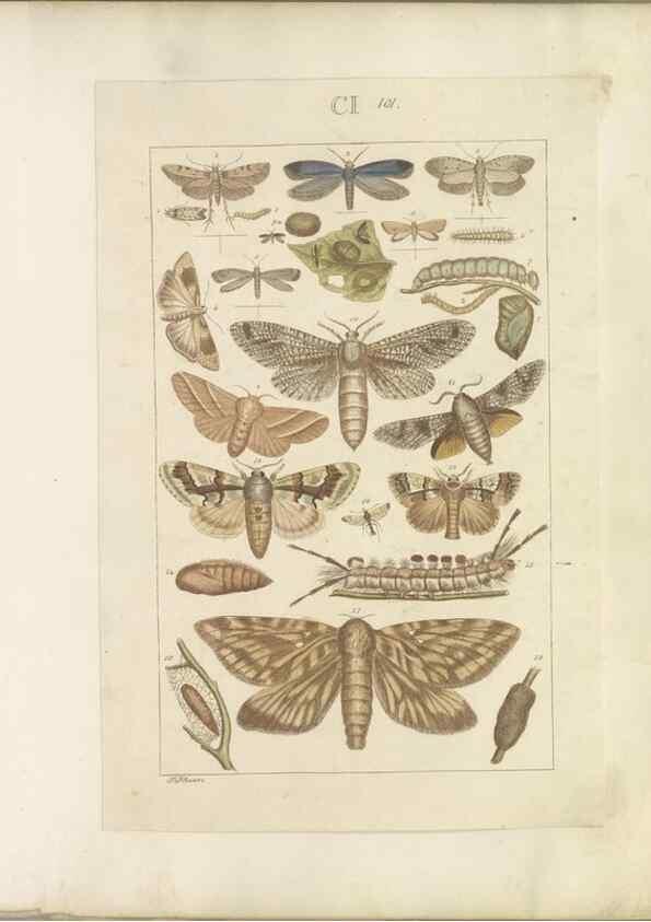 Reproducción/Reproduction 32477055607: Lepidoptera : manuscript. [between 1873-1883?]. 