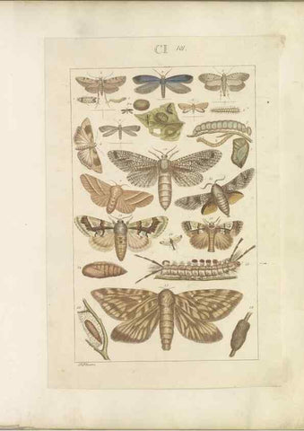 Reproducción/Reproduction 32477055607: Lepidoptera : manuscript. [between 1873-1883?]. 