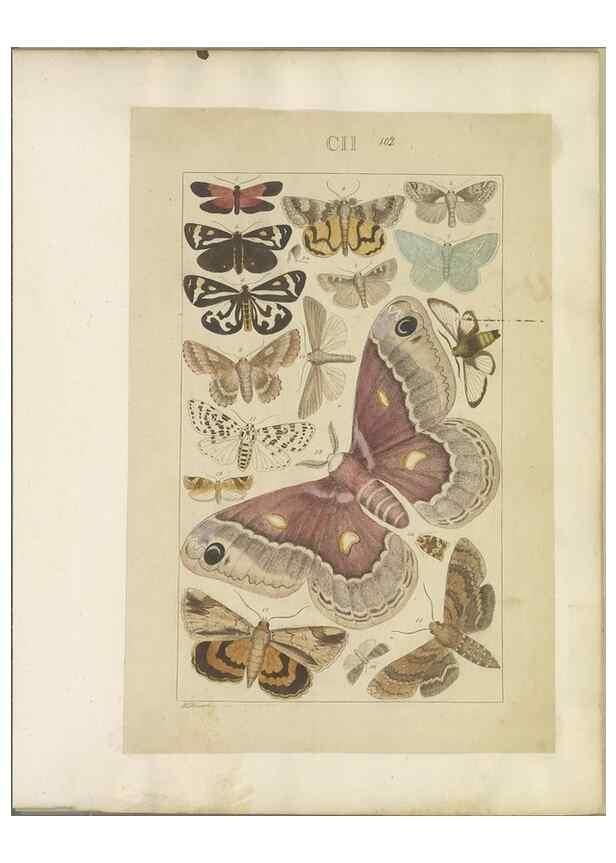Reproducción/Reproduction 47366288602: Lepidoptera : manuscript. [between 1873-1883?]. 