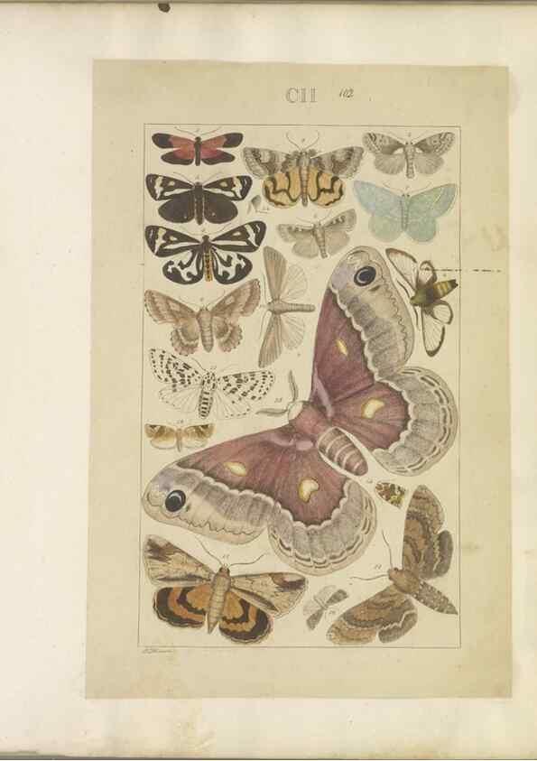 Reproducción/Reproduction 47366288602: Lepidoptera : manuscript. [between 1873-1883?]. 