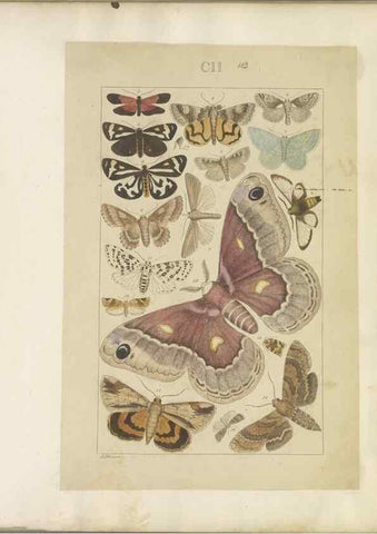 Reproducción/Reproduction 47366288602: Lepidoptera : manuscript. [between 1873-1883?]. 