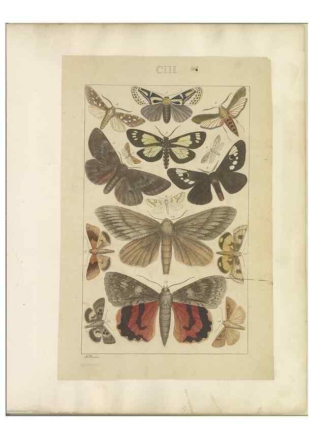 Reproducción/Reproduction 32477056537: Lepidoptera : manuscript. [between 1873-1883?]. 