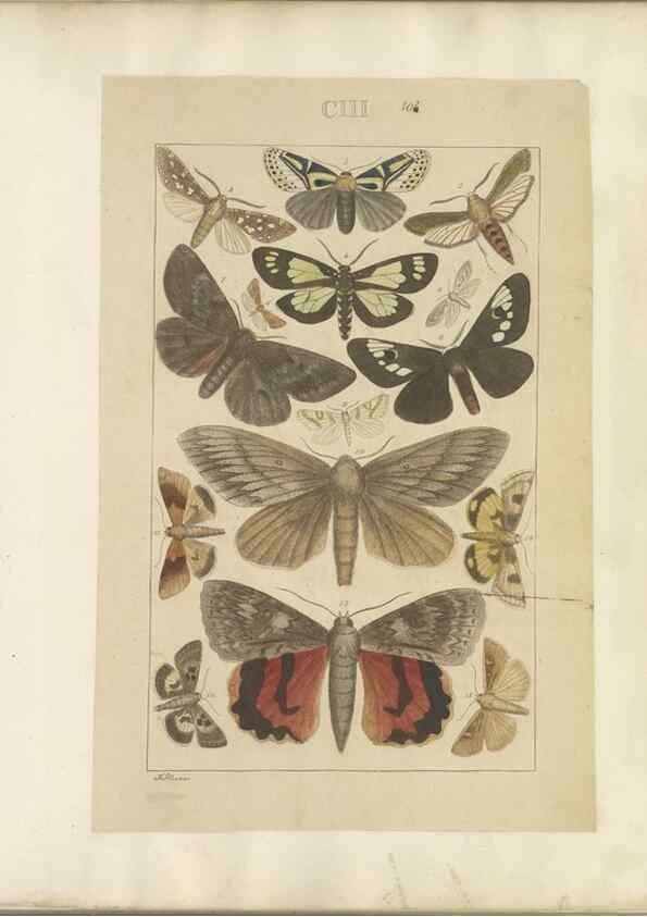 Reproducción/Reproduction 32477056537: Lepidoptera : manuscript. [between 1873-1883?]. 