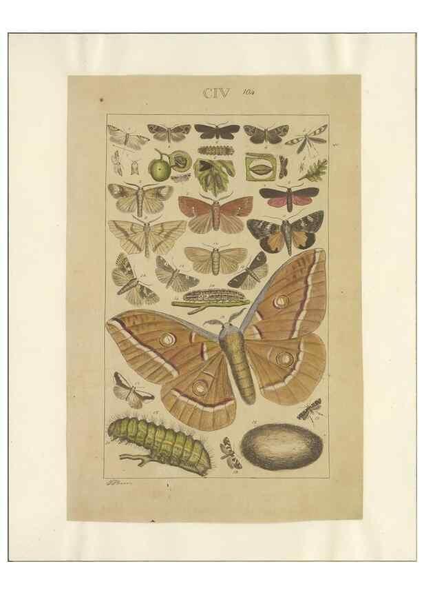 Reproducción/Reproduction 47419091401: Lepidoptera : manuscript. [between 1873-1883?]. 