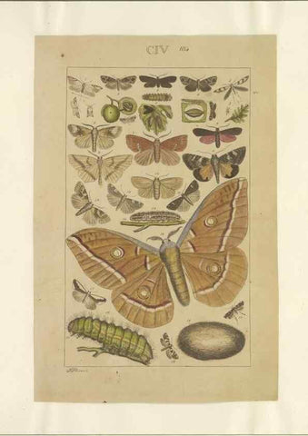 Reproducción/Reproduction 47419091401: Lepidoptera : manuscript. [between 1873-1883?]. 