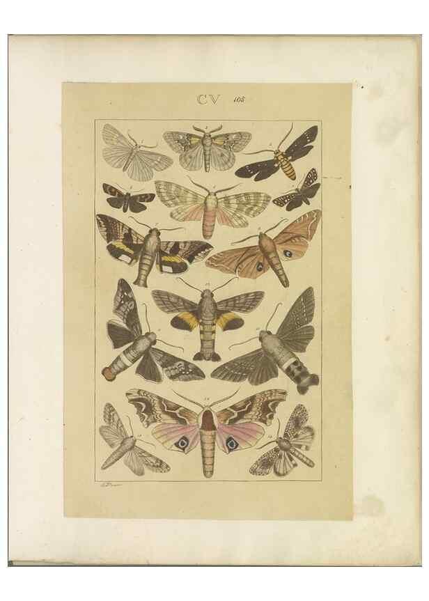 Reproducción/Reproduction 33543216138: Lepidoptera : manuscript. [between 1873-1883?]. 