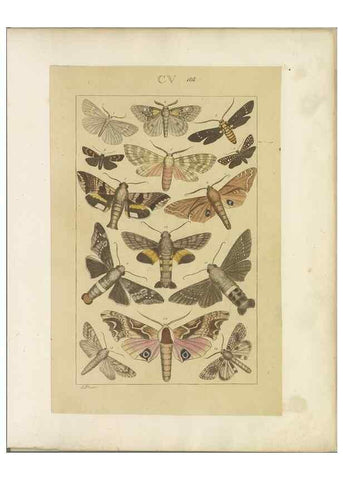Reproducción/Reproduction 33543216138: Lepidoptera : manuscript. [between 1873-1883?]. 