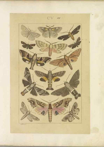 Reproducción/Reproduction 33543216138: Lepidoptera : manuscript. [between 1873-1883?]. 