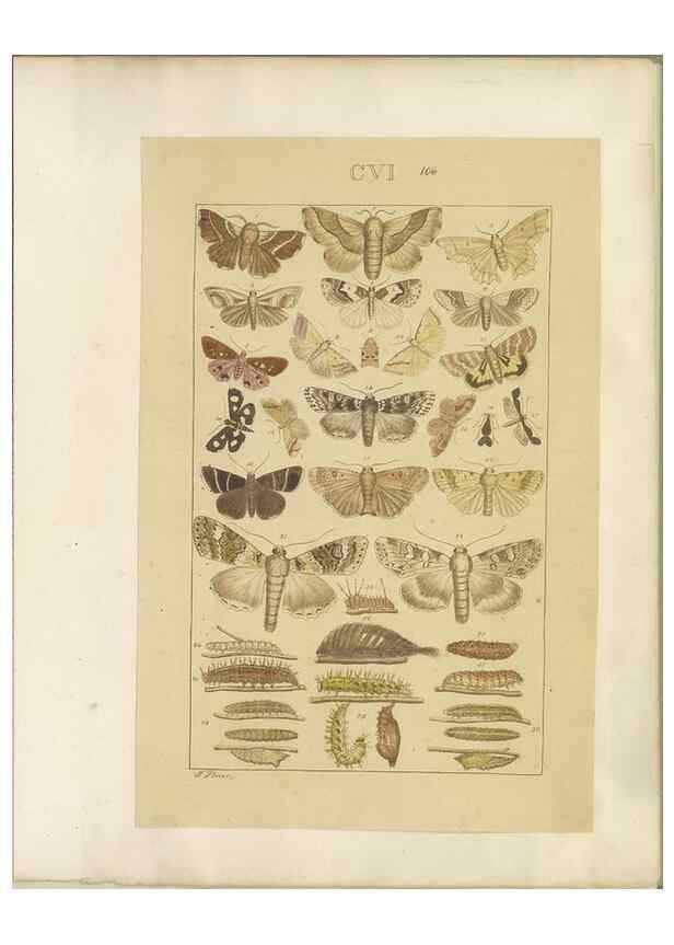 Reproducción/Reproduction 32477057587: Lepidoptera : manuscript. [between 1873-1883?]. 