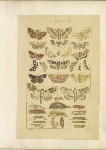 Reproducción/Reproduction 32477057587: Lepidoptera : manuscript. [between 1873-1883?]. 