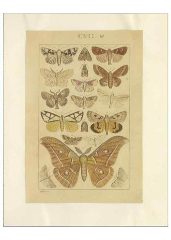 Reproducción/Reproduction 46503872165: Lepidoptera : manuscript. [between 1873-1883?]. 